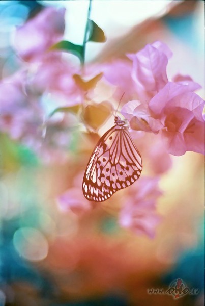 Kad dzeltenu taureni ieraugi,Par laim�ti savu atceries,Skaties ...