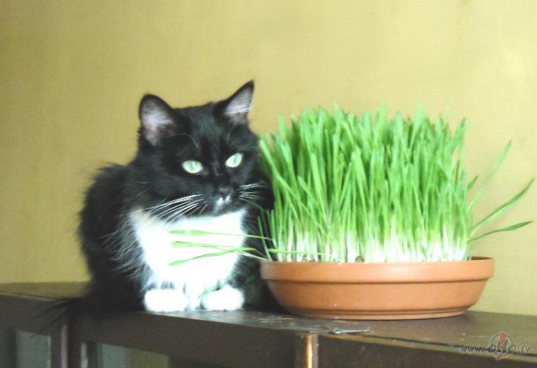 St�d��ana un aizmidzis ka�is