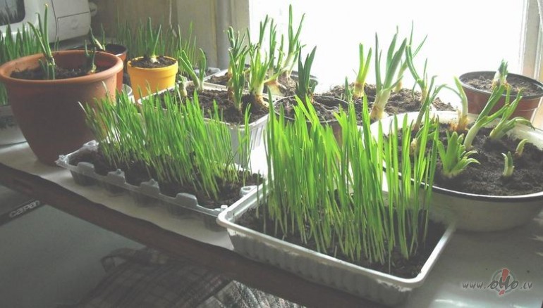 P�rtikas programmas jaunie dzinumi:))