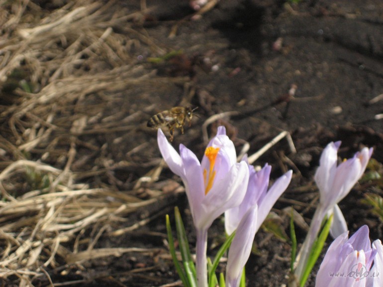 Priec�gus Sv�tkus!