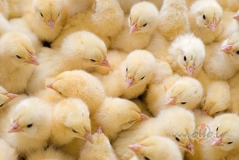 Lieldiena steig�us n�caolas nesa azot�,tiks lieliem,tiks maziem,kas ...