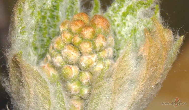 Te nu ir skaidri redzams, KAS TAS IR!