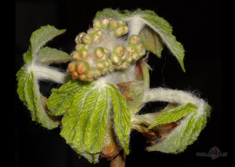 Kad lapas s�k plaukt