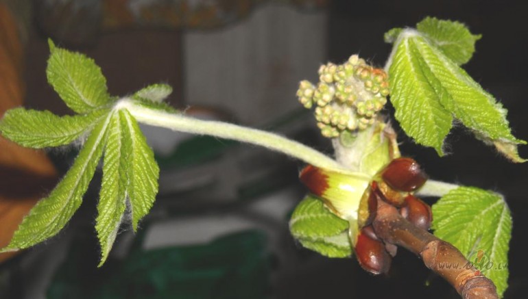 Jaun�kais kasta�u plauk�an�