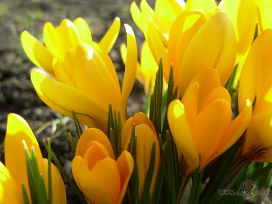 Sv�tki pag�ju�i ar raib�m oli�am, ar augstu ��po�anos ,ar jaukiem ...