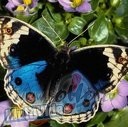 Kam�r Homo atp��as no kniebiena, j�paklaus�s muzons.....H.I.M-Wings ...
