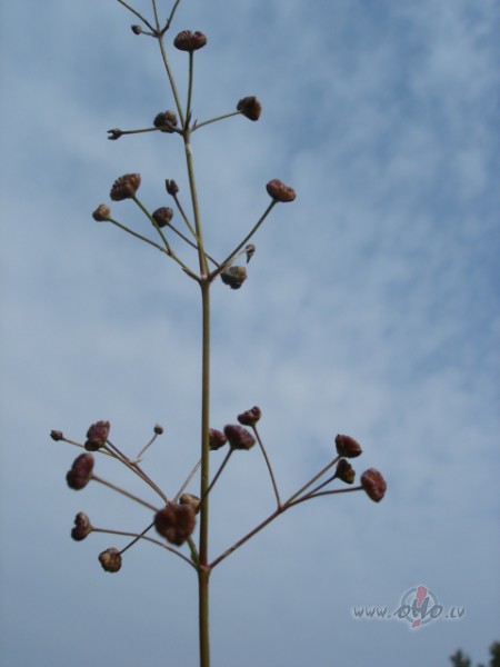 Aiii, nost ar skumj�m (ja nu k�dam t�s m�cas virs�!!!), lai valda ...