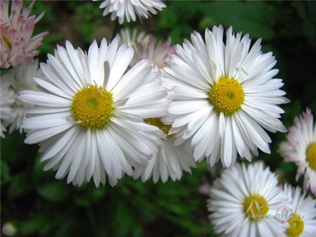 Zeltainos vakaros pretim tev eju,sniedzu tev roku,lai att�lums ...