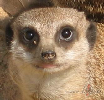 Da�s labs suriks:))