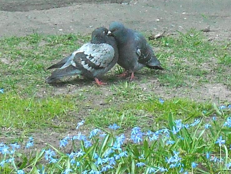 K� divi balod��i:))