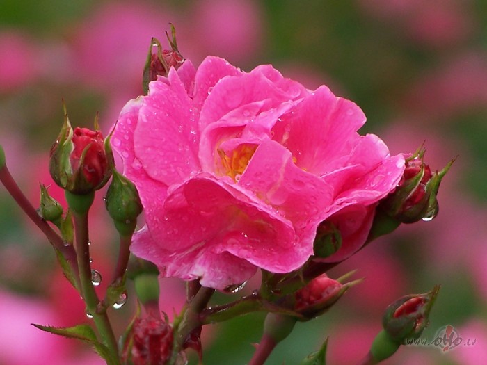 Zinu,ka man ar� v�l viss priek��! Zinu,ka m�lest�ba mani v�l ...