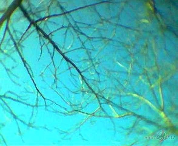 &nbsp;Darbs, darbs, darbs...Bet visvair�k gribas iziet �r� ar domu ...