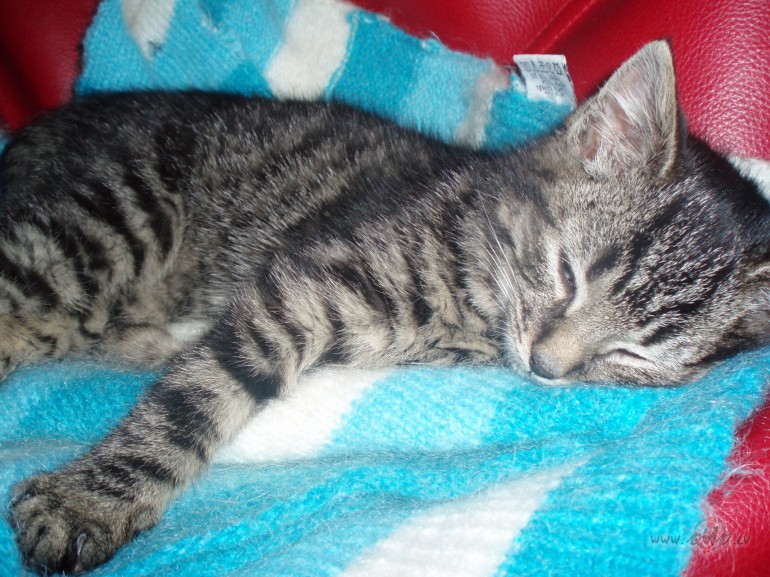 Manai m�lulei �odien dzim�anas diena:))4 m�ne�i:))M��a, maza ...