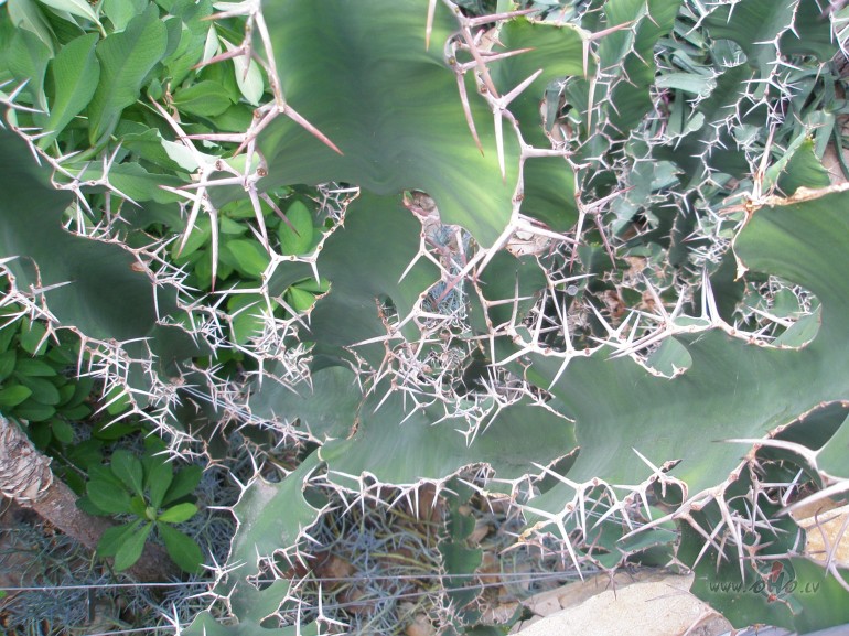 Nu re... atbilde atn�ca pati..kas man� skaists..??????bronhi�lais ...