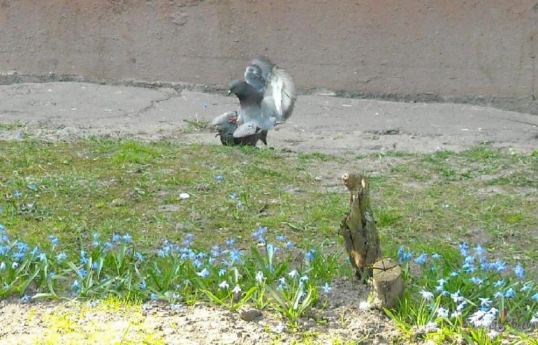 Balod��iem viss notiek:))