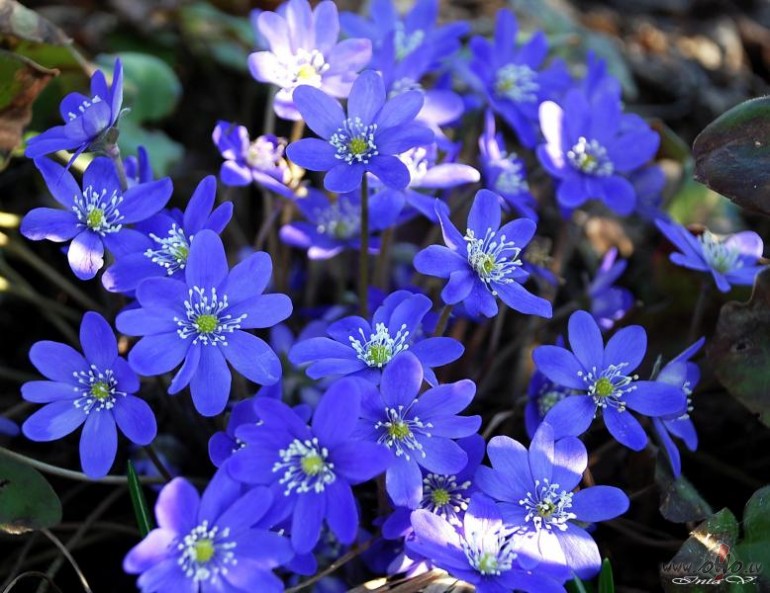 &nbsp;&nbsp;...sen �eit laikam neesmu viesojusies .Kaut k�das ...