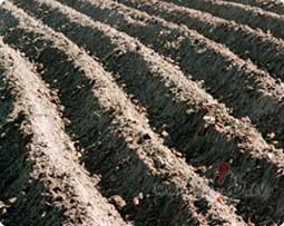 Seksu�lie darbi�i.