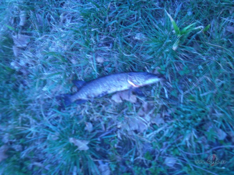 J�uzrauj laikam mazliet zoli.....