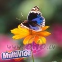 Un atkal viena diena man� m���......