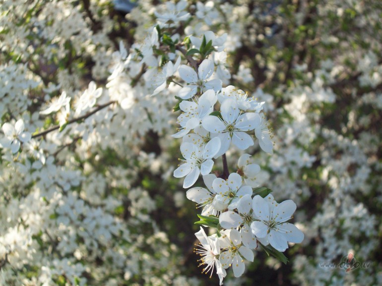 Remonta laik� viegl�k paciest visas ar to saist�t�s ne�rt�bas,ja dom� ...