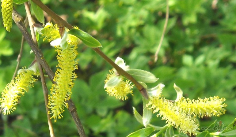 Zied��anas prieks