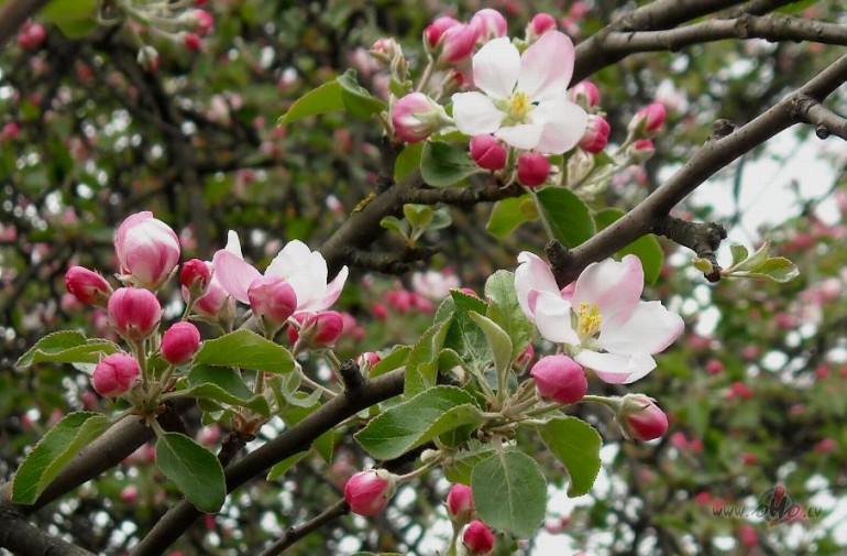 Nu jau �beles ar�...