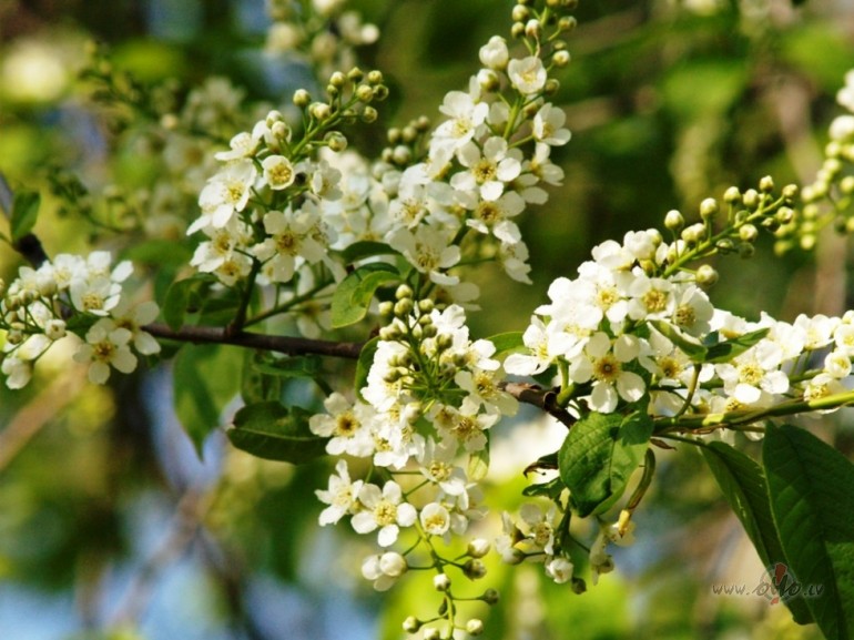 Ir netverami jauki k�dreizT� ievu ziedos pasl�ptiesAr k�avu sarunas ...