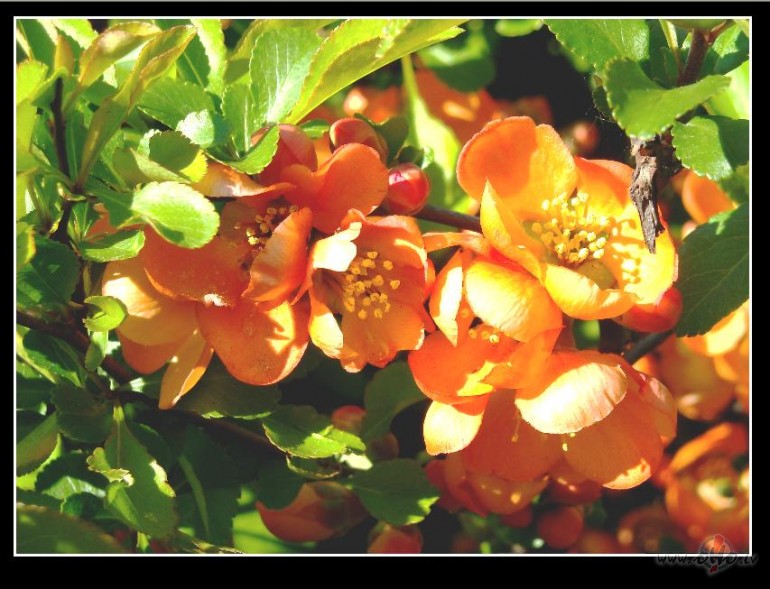 Kr�sas vien ir ko v�rts!