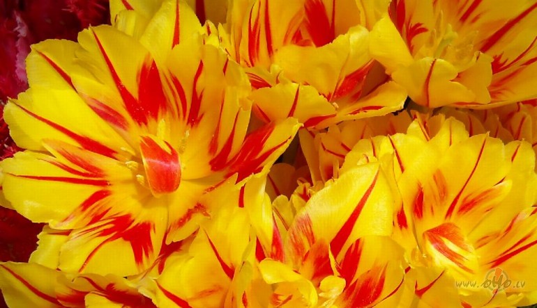 Kam�r v�l nen�k miegs...