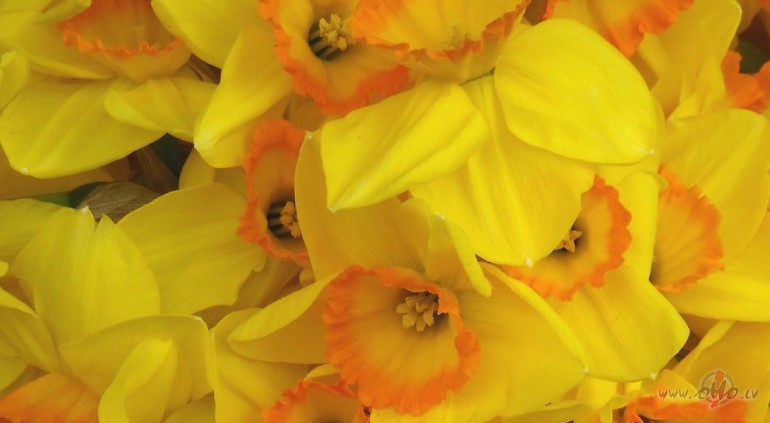 Viens t�ds dzejolis