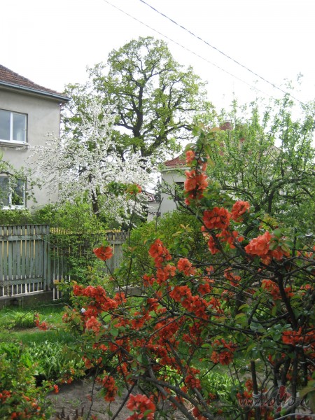 ...t ts dienas paiet...Pistosvtkos Liepj vilntis pieskaloja ...