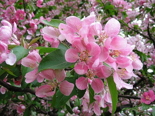 Noglau� skropstas vakarv�j��be�ziedos iespr�k tadgul�s tas l�dz pa�am ...