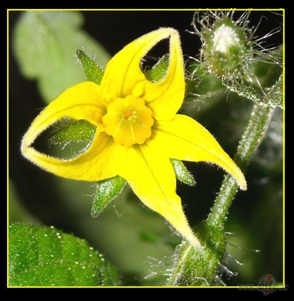 Mans tom�ta zieds...