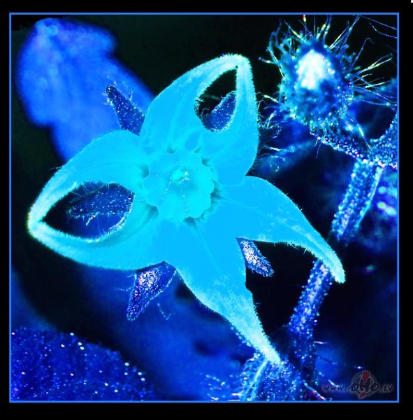 Zilais tom�ta zieds...