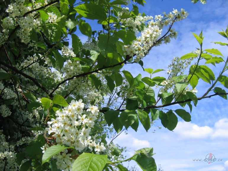 ...�or�t samet�s t� nedaudz skumji...divas br�vas dienas,atkal ...