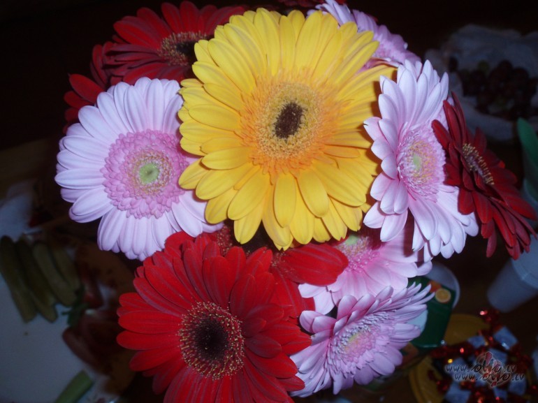 Uzz�m� l�dzu man
Gerberas,
Uz lapas,
Vai b�rza t�ss,
Uzz�m� l�dzu ...
