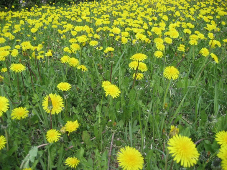   ...reiz te ziedja rozes...stas...Skaistas...Paa ...