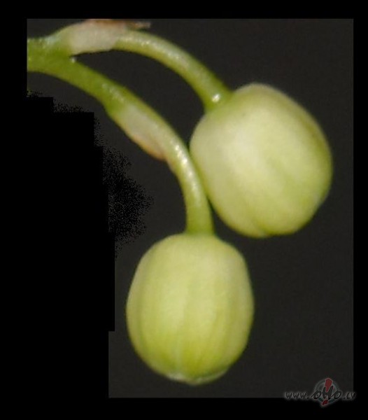 Maijpu�es. Neizplauku�as.