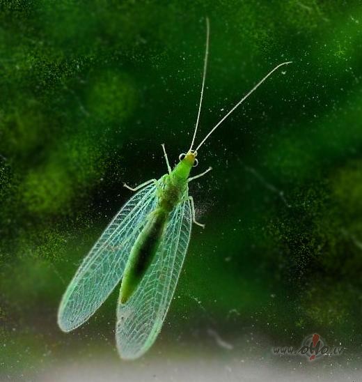 Pieklauv� pie mana loga...