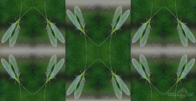 Bet rad�s no t�...