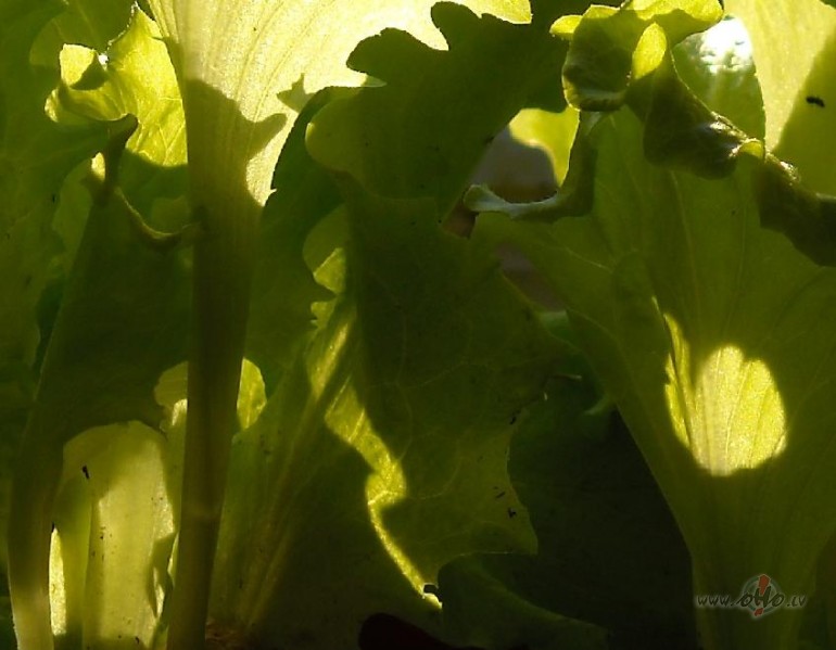 Tik neparasti parastais