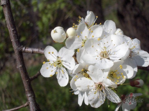 .... �siem v�rdiem k�dreiz lielas sekas.