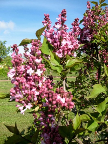 Visa pasaule ir br�numu virkne ,bet m�s pie tiem esam t� pieradu�i ...