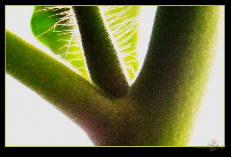 Tom�tk�tu m�ksla