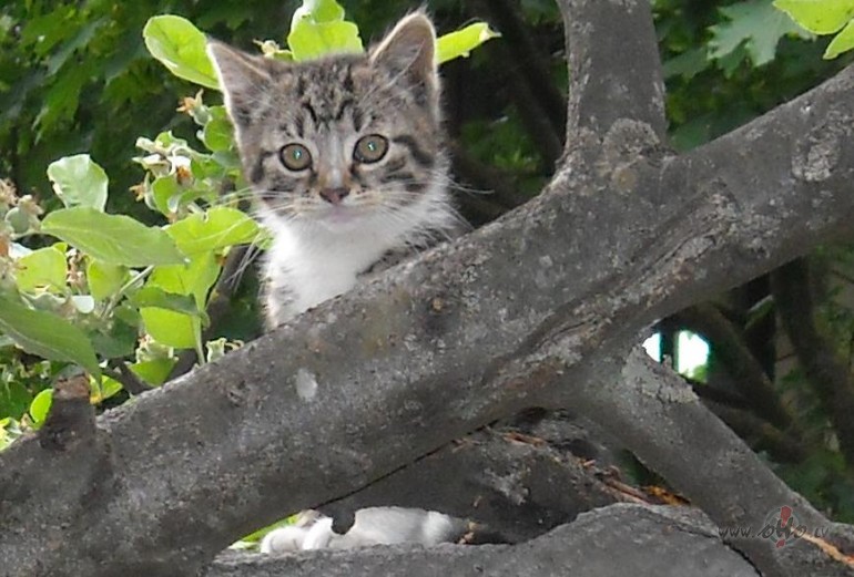 �be�ziedi nozied�ja, �bols jau aizmeties:)))