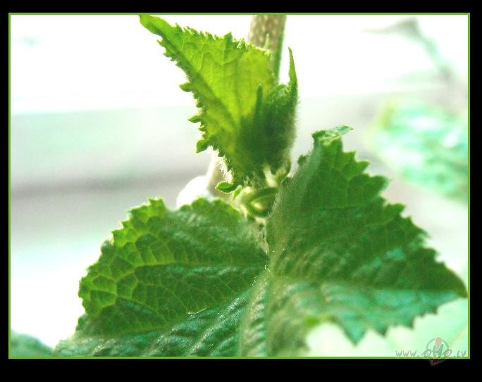 Gur�is. Parastais.