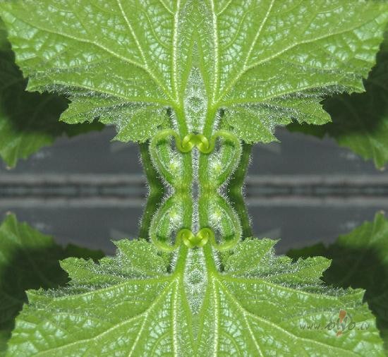 Gur�is.Neparastais.