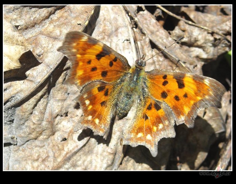 TAURI�� UN J��T�RPI��