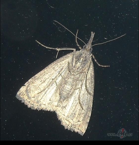 Un kosmosa ku�is...