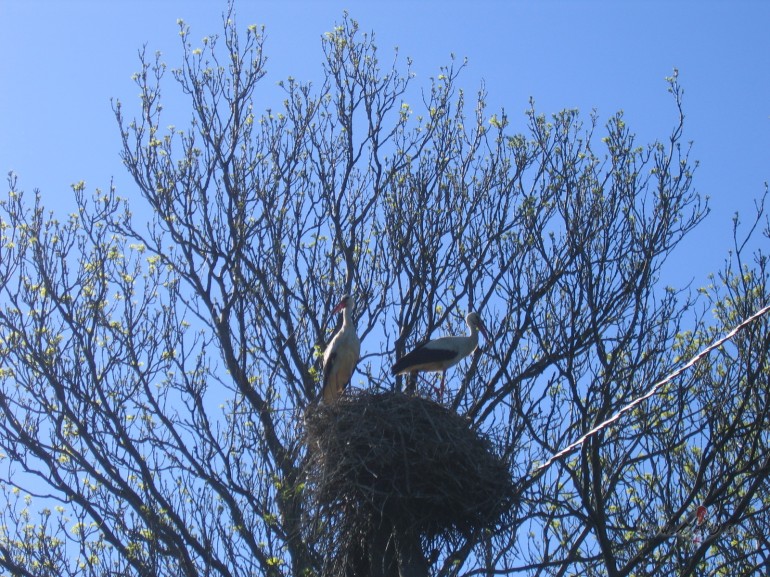 ...�r� lietus...visp�r jau gaid�ts...man�m pu��m un burk�niem,ko ...